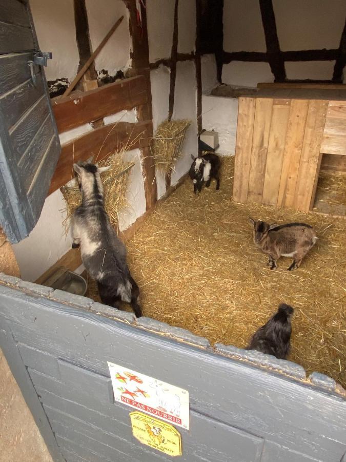 A La Ferme Bed and Breakfast Kurtzenhouse Εξωτερικό φωτογραφία